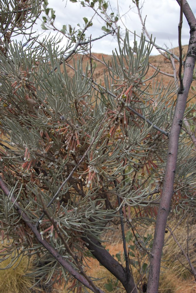 Loranthaceae Amyema gibberula