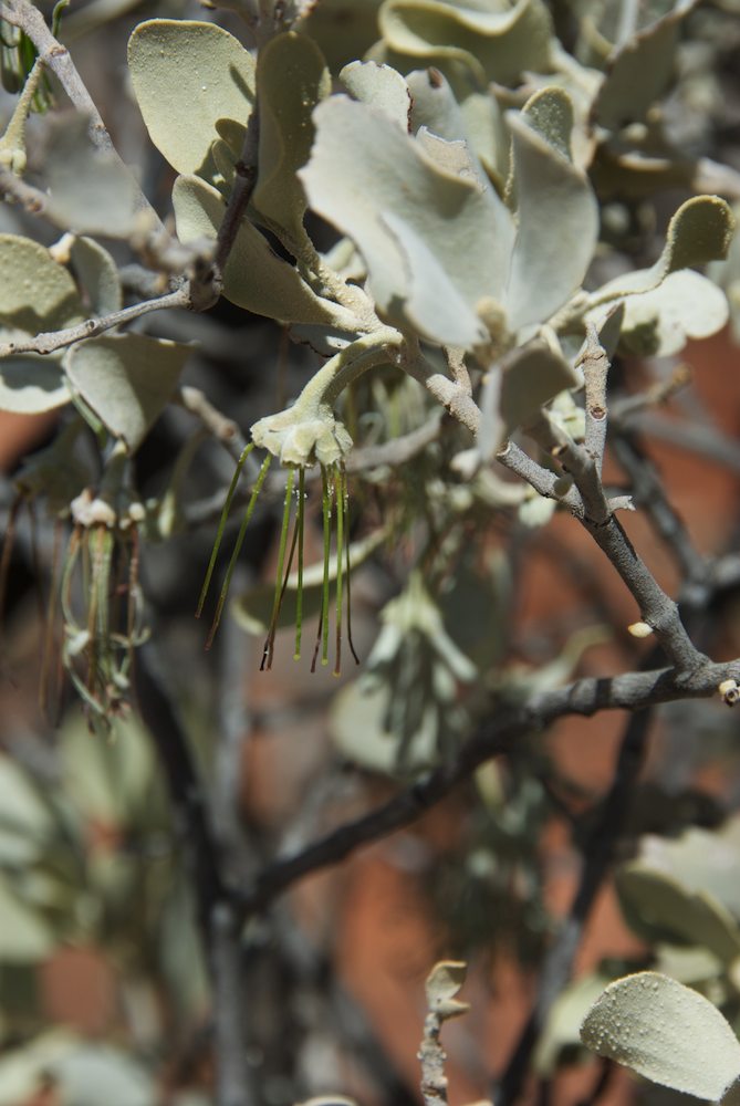 Loranthaceae Amyema maidenii