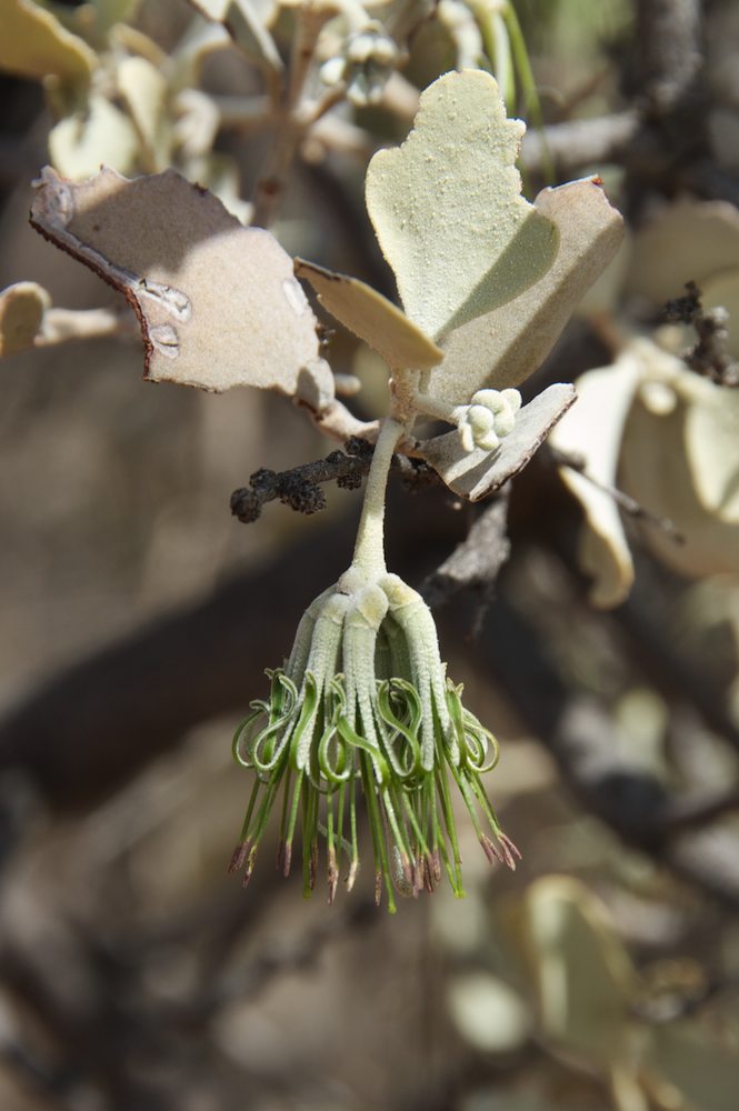 Loranthaceae Amyema maidenii