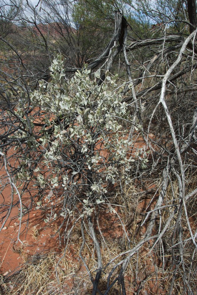 Loranthaceae Amyema maidenii