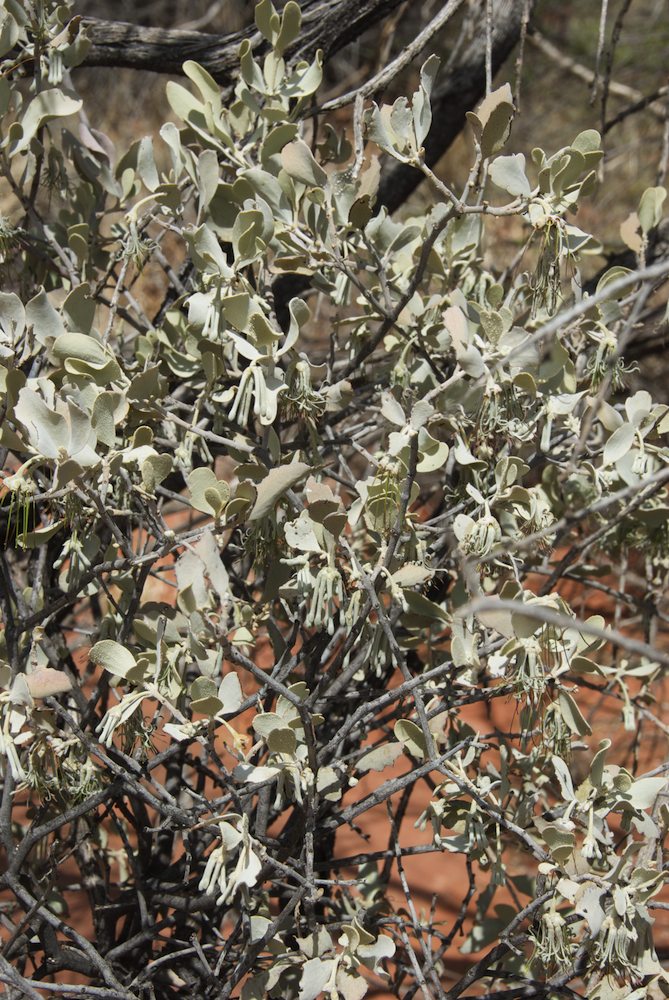 Loranthaceae Amyema maidenii