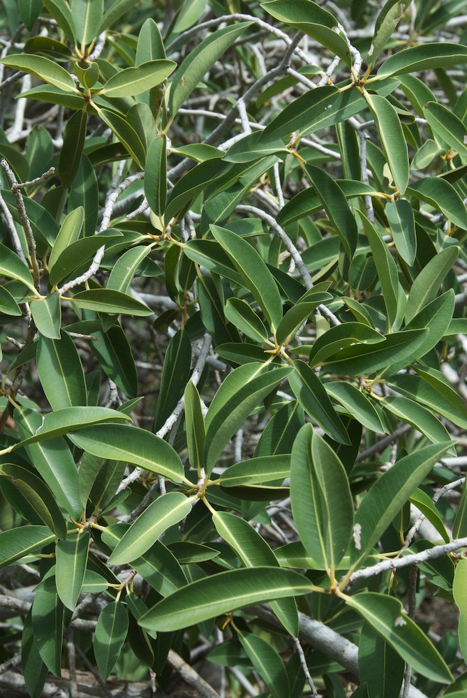 Moraceae Ficus platypoda