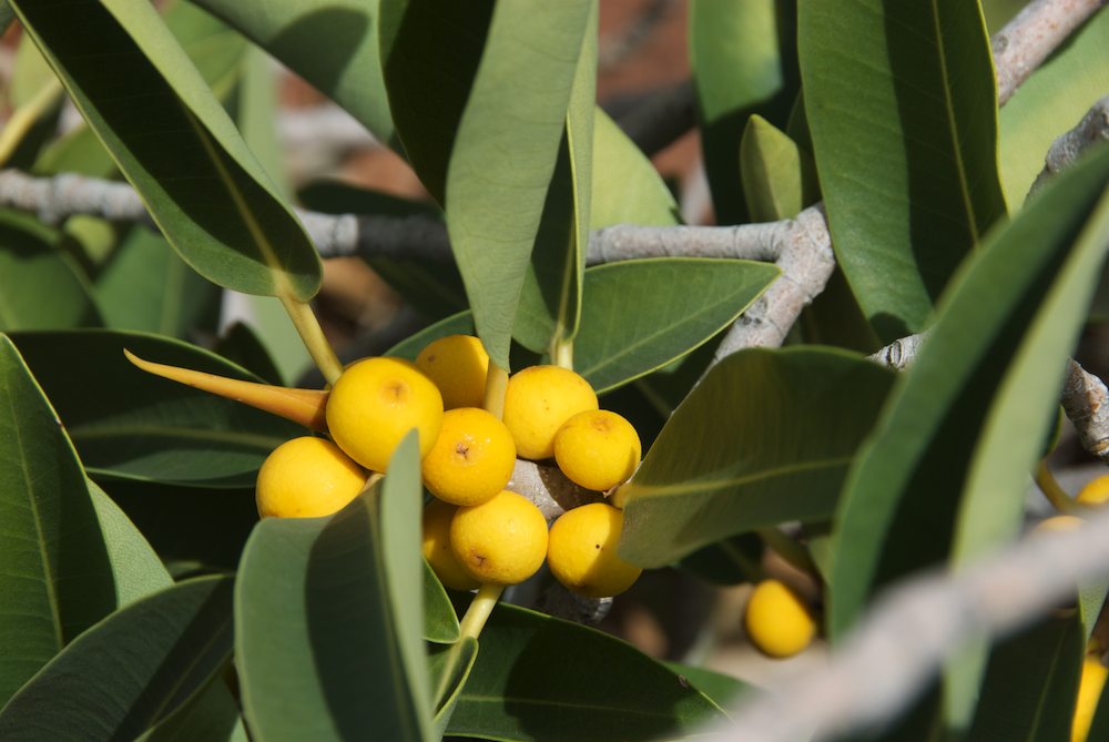 Moraceae Ficus platypoda