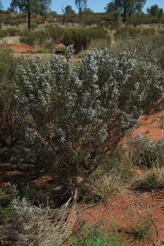 Myrtaceae Thryptomene maisonneuvii