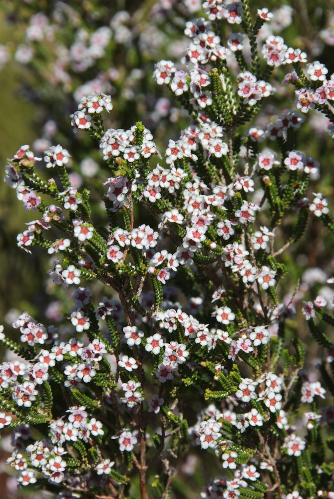 Myrtaceae Thryptomene maisonneuvii