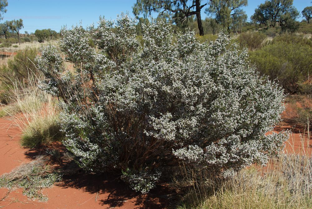 Myrtaceae Thryptomene maisonneuvii