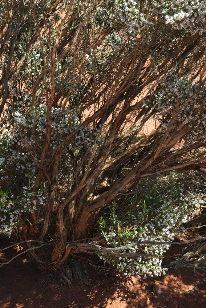 Myrtaceae Thryptomene maisonneuvii