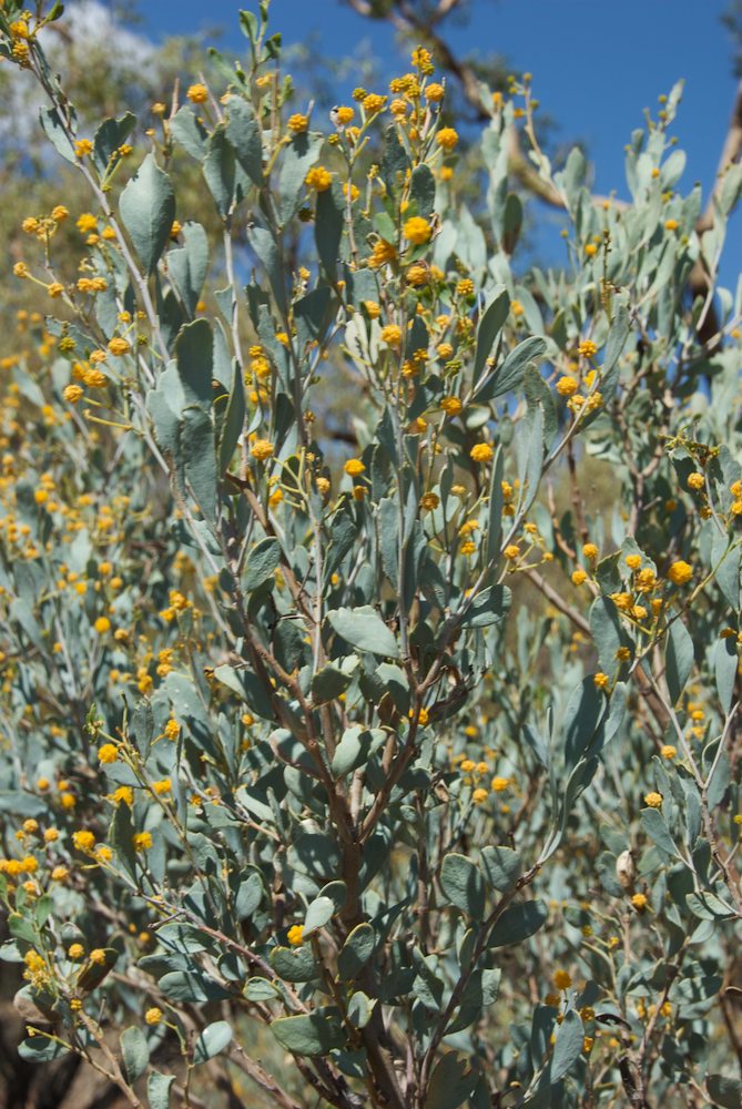 Fabaceae Acacia ligulata