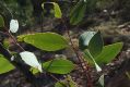 image of Eucalyptus pachyphylla