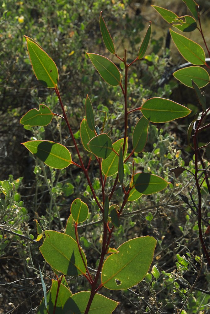 Myrtaceae Eucalyptus pachyphylla