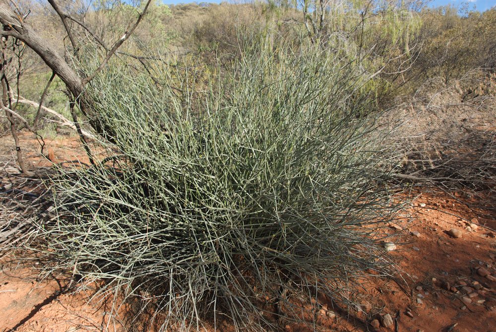 Euphorbiaceae Euphorbia  tannensis