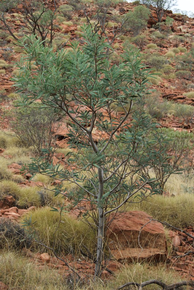 Fabaceae Acacia pruinocarpa