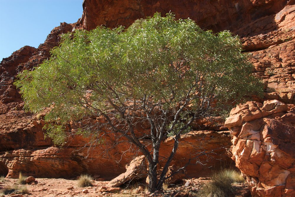 Fabaceae Acacia pruinocarpa