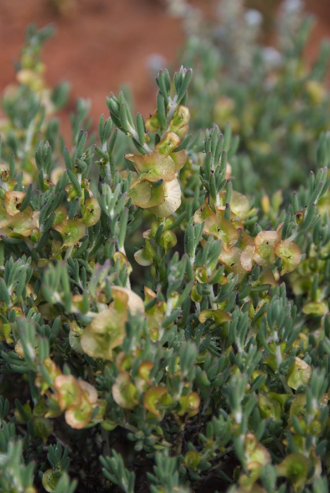 Amaranthaceae Maireana georgei