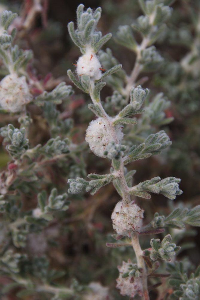 Amaranthaceae Dissocarpus paradoxus