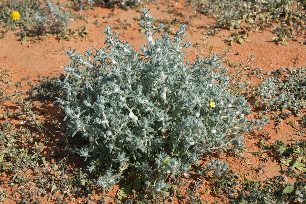 Amaranthaceae Dissocarpus paradoxus