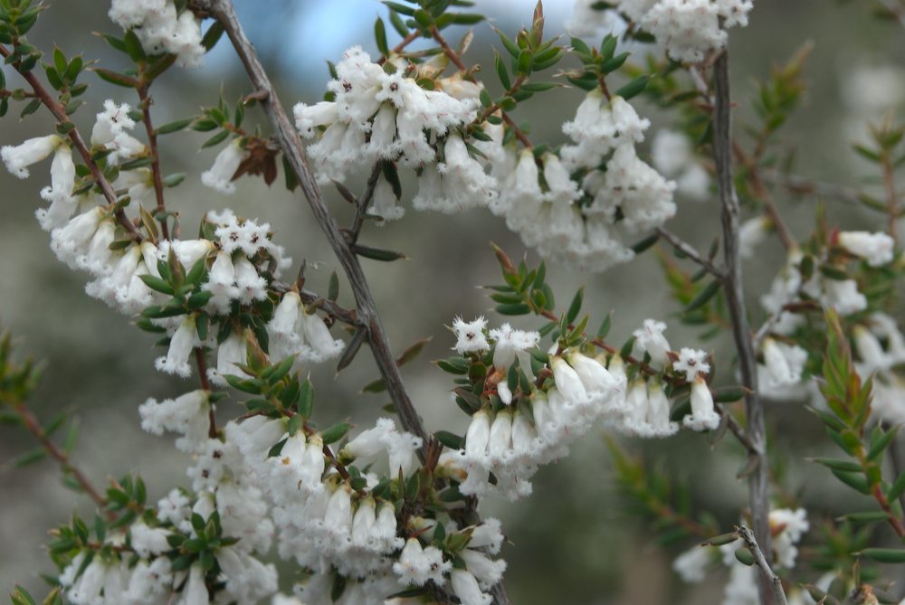 Ericaceae Leucopogon fletcheri