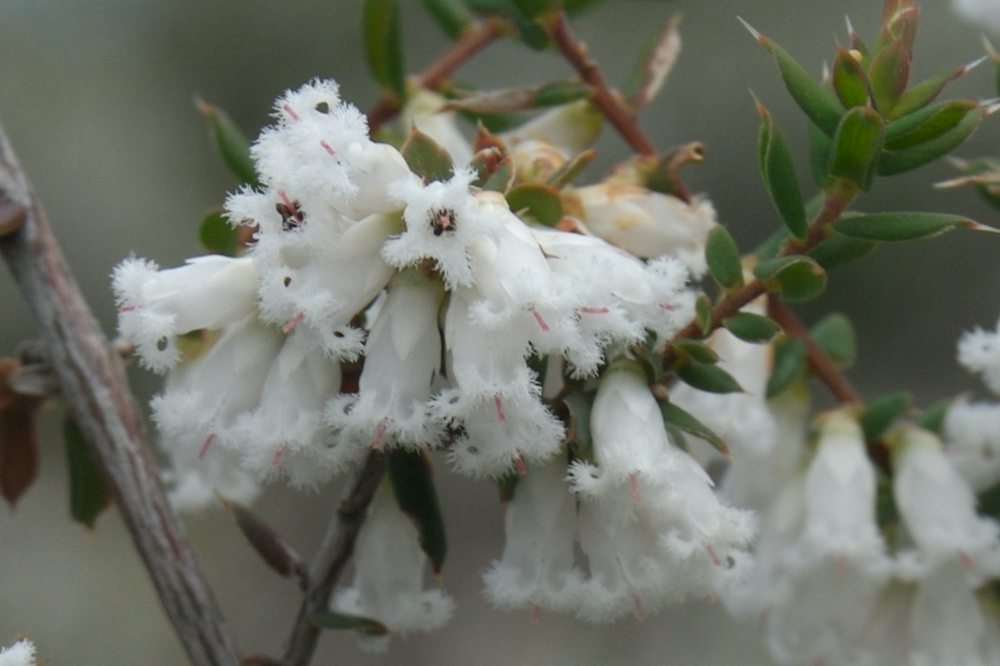 Ericaceae Leucopogon fletcheri