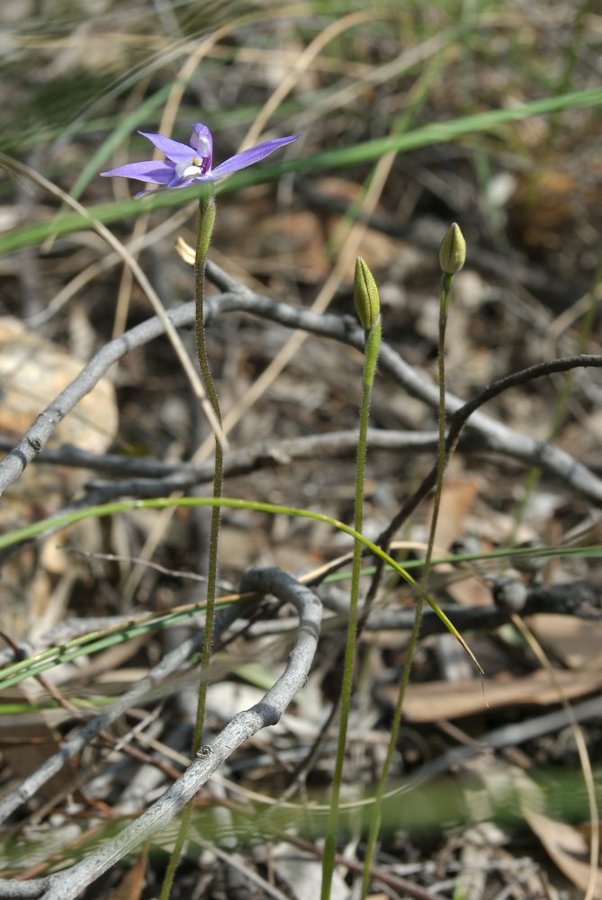 Orchidaceae Glossodia major