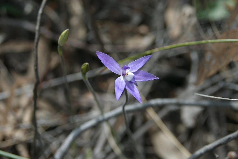 Orchidaceae Glossodia major