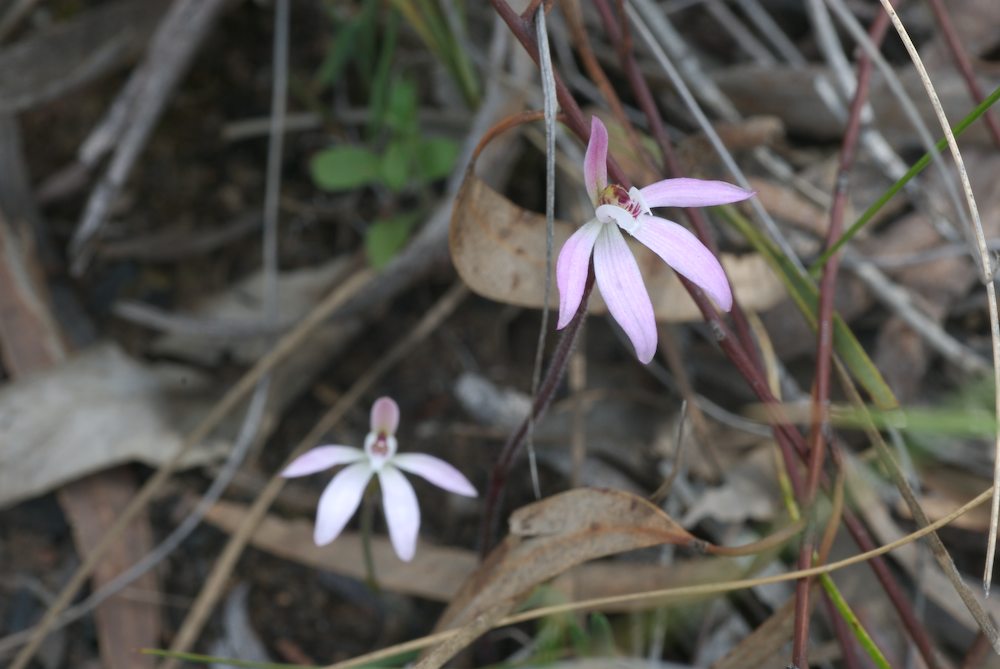 Orchidaceae Caladenia fuscata