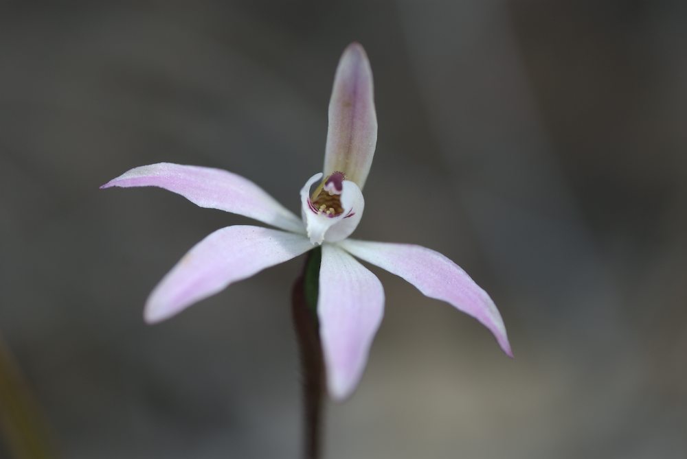 Orchidaceae Caladenia fuscata