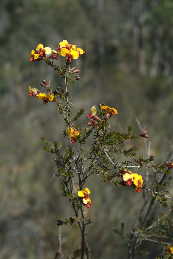 Fabaceae Dillwynia phylicoides