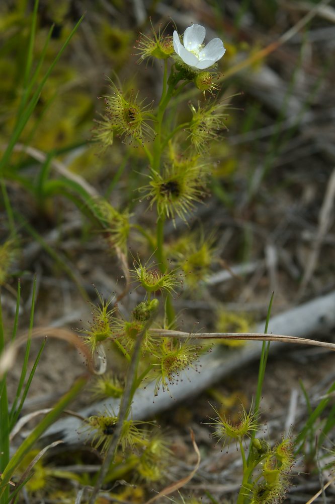 Droseraceae Drosera peltata