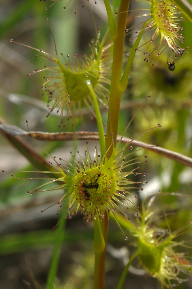 Droseraceae Drosera peltata