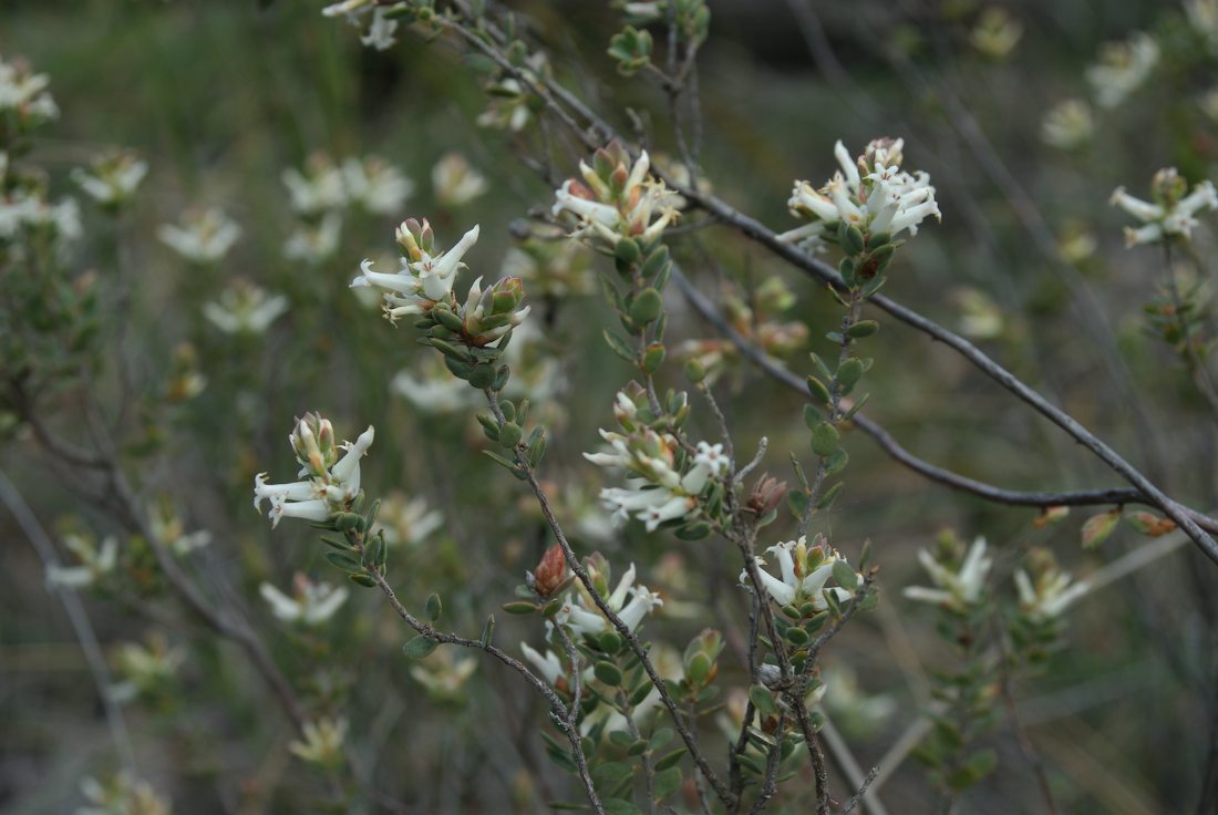 Ericaceae Brachyloma daphnoides