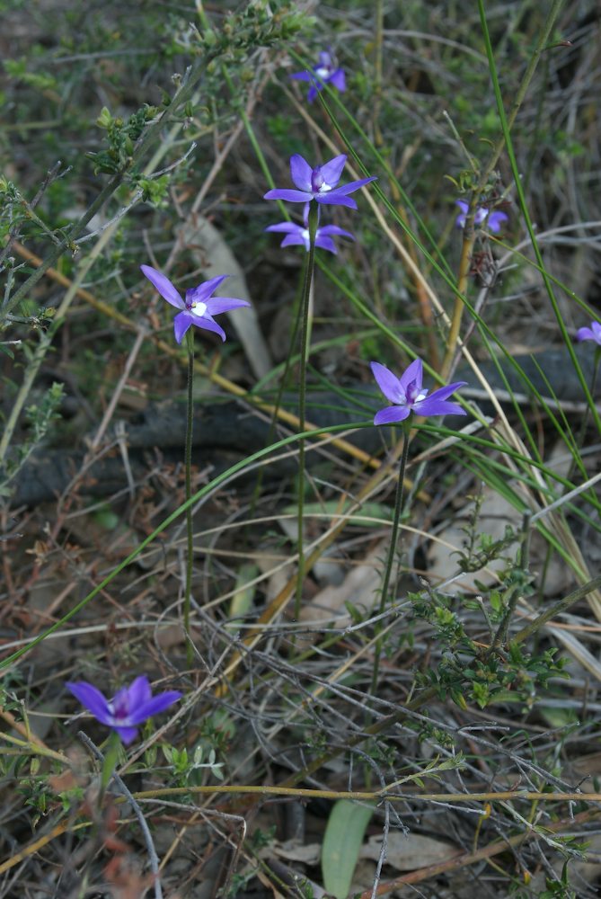 Orchidaceae Glossodia major