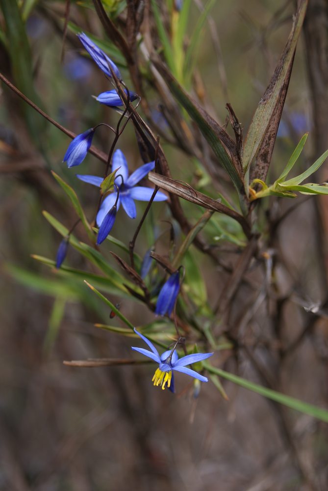 Asphodelaceae Stypandra glauca