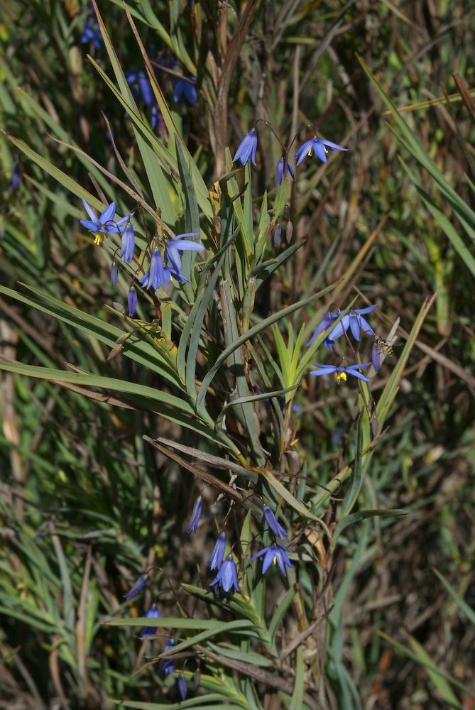 Asphodelaceae Stypandra glauca