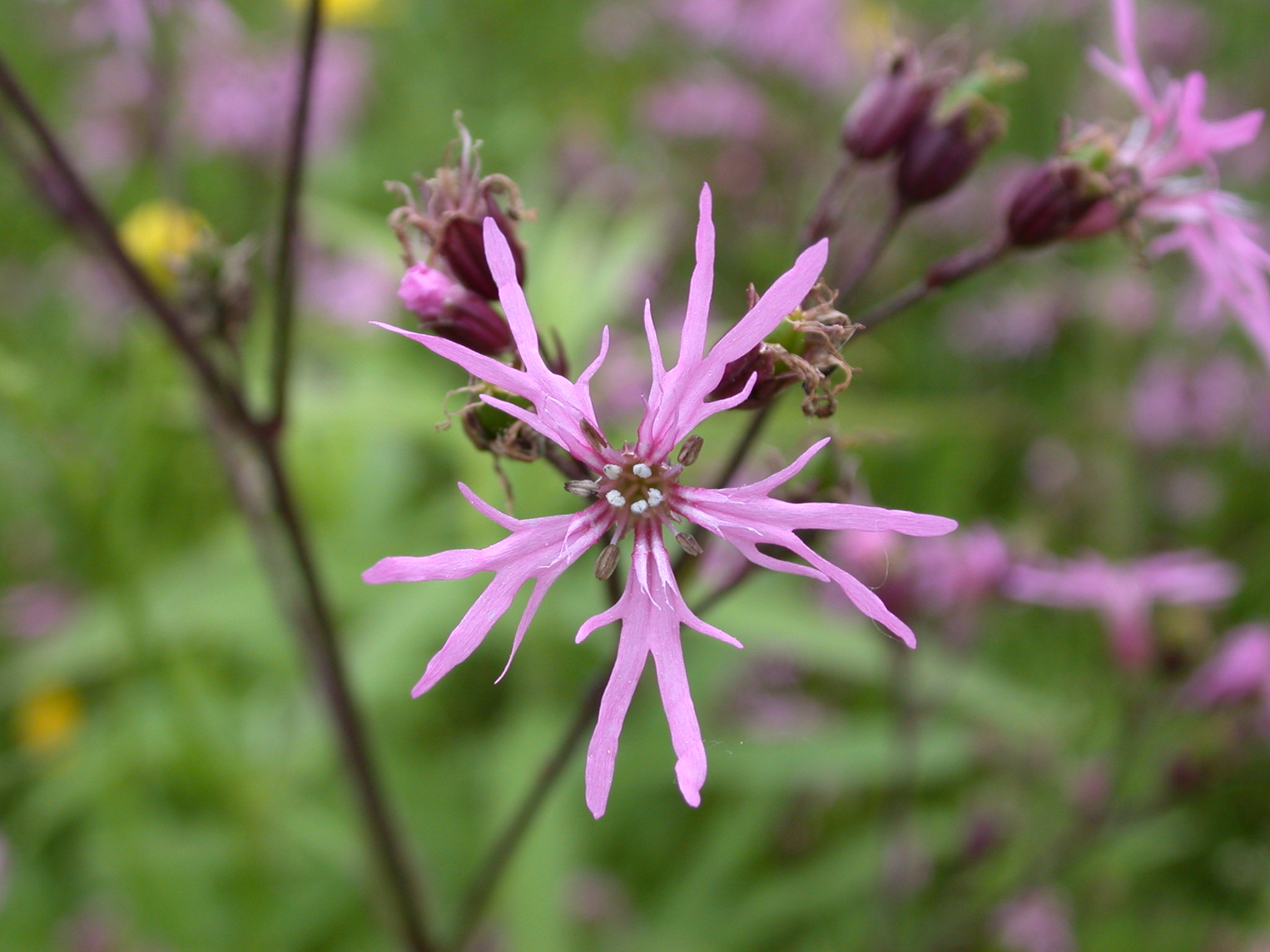 Caryophyllaceae Lychnis flos-cuculi