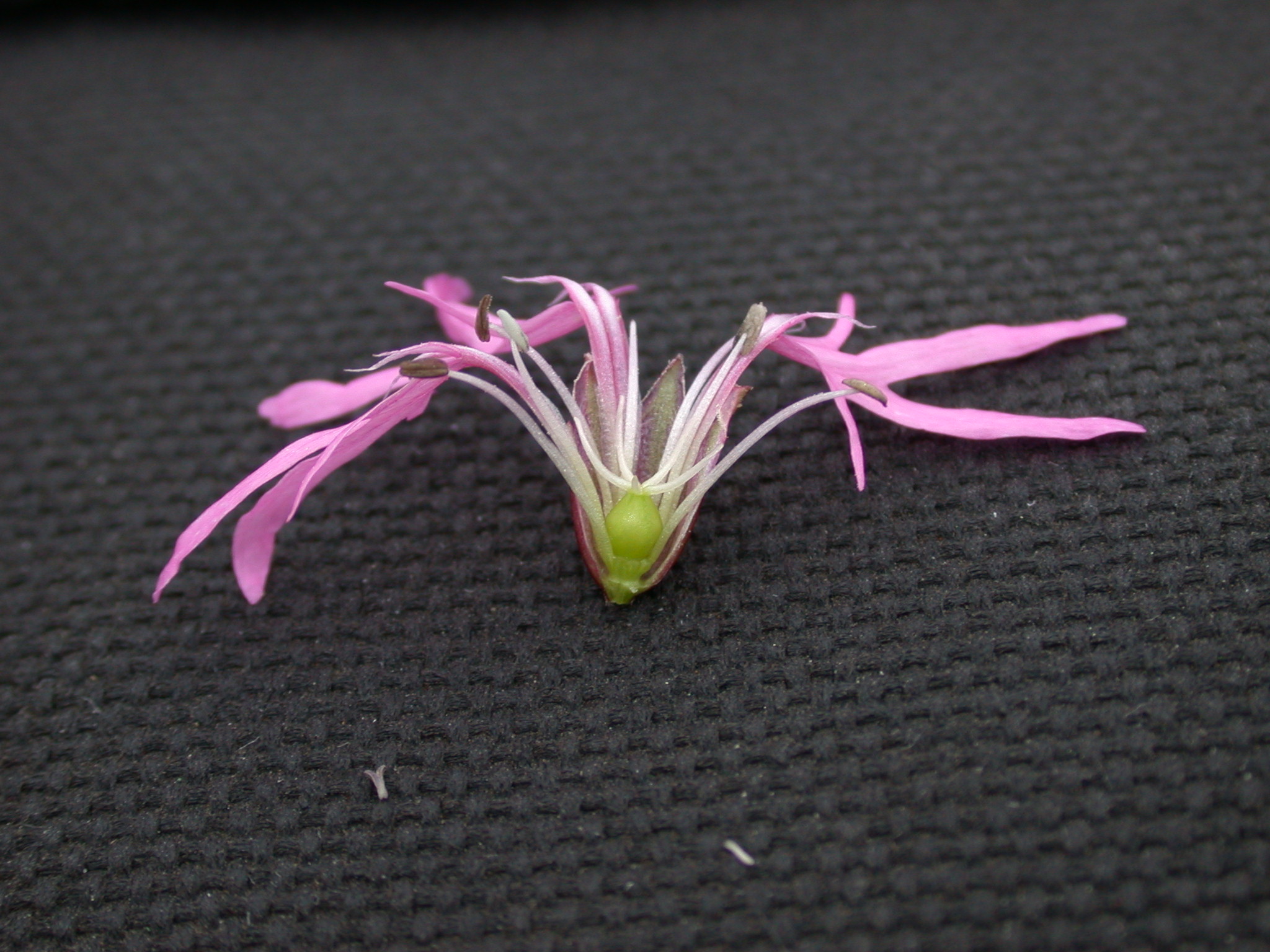 Caryophyllaceae Lychnis flos-cuculi