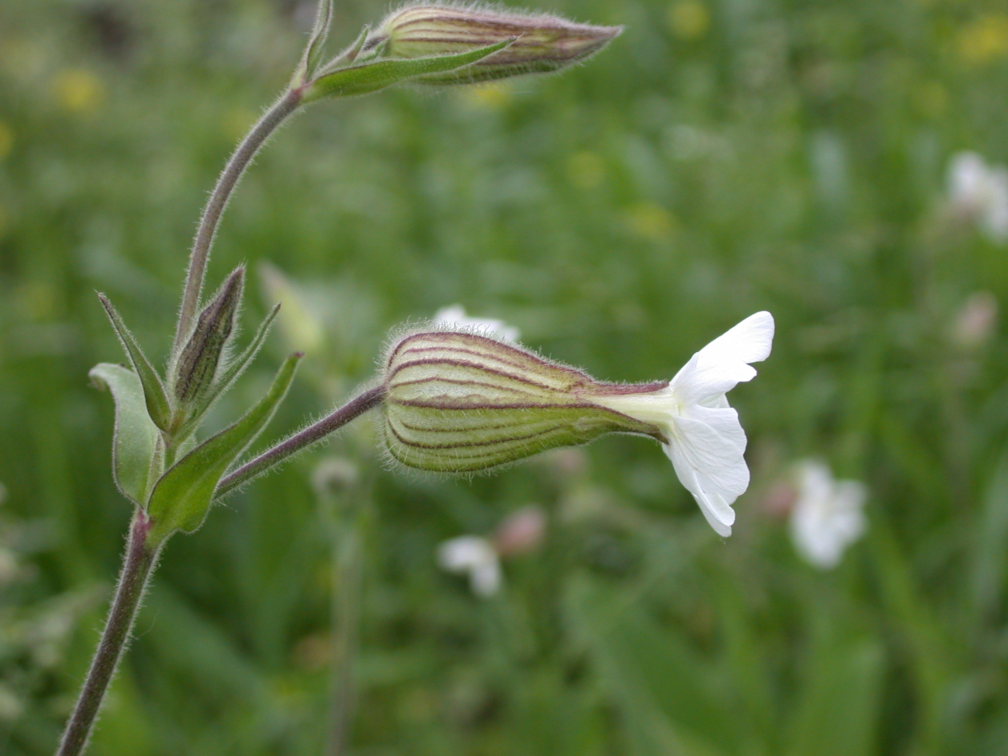 Caryophyllaceae Silene latifolia