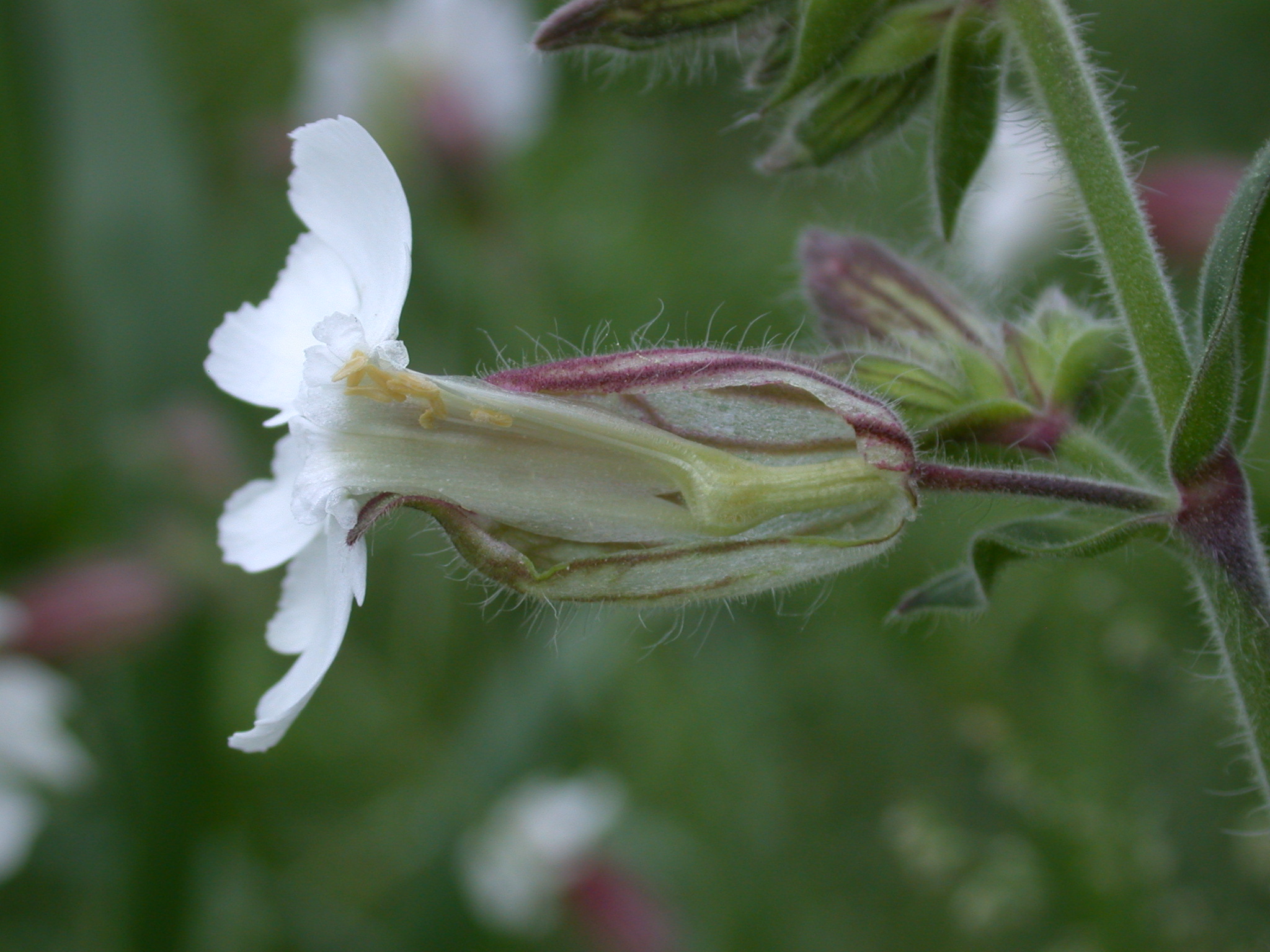 Caryophyllaceae Silene latifolia