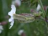 image of Silene latifolia