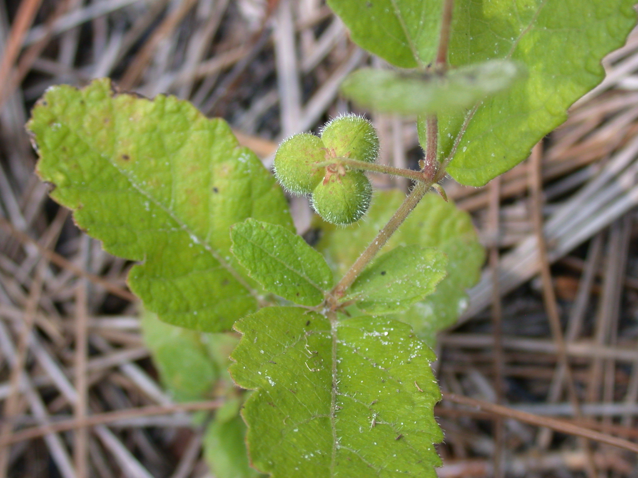 Euphorbiaceae Tragia 