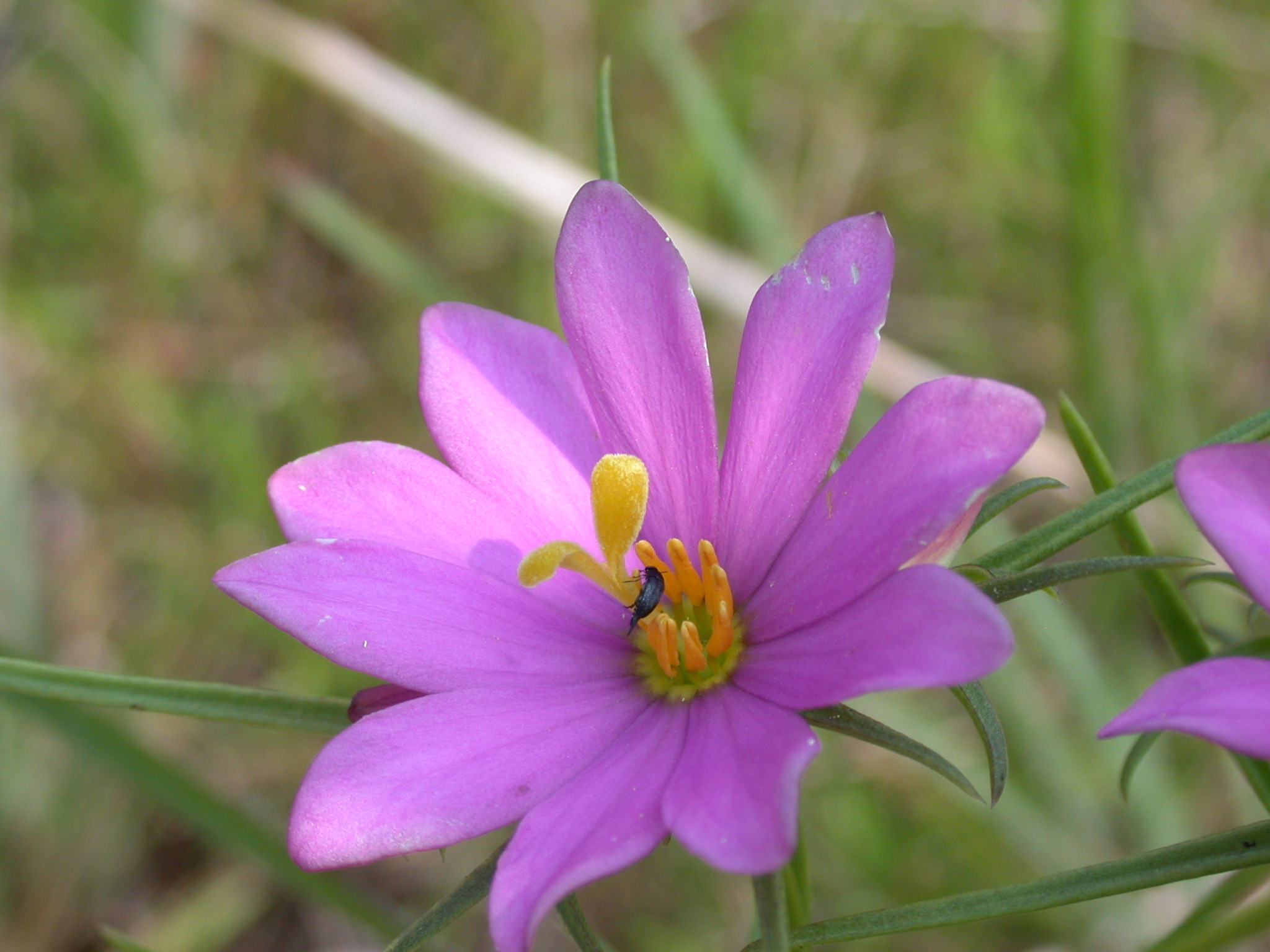 Gentianaceae Sabatia gentianoides