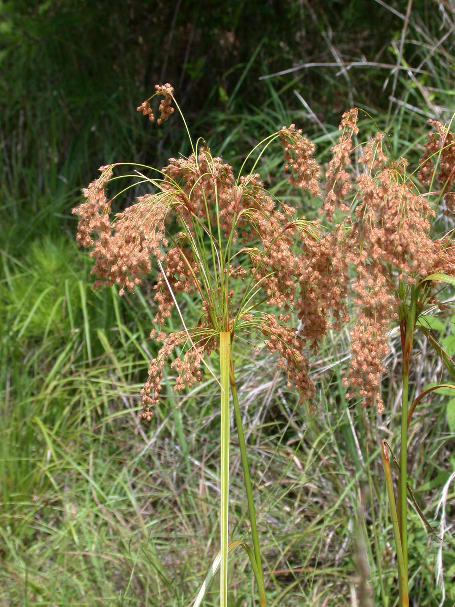 Cyperaceae Scirpus cyperinus