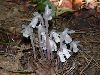 image of Monotropa uniflora