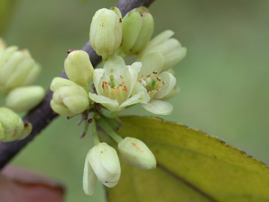 Salicaceae Casearia arguta