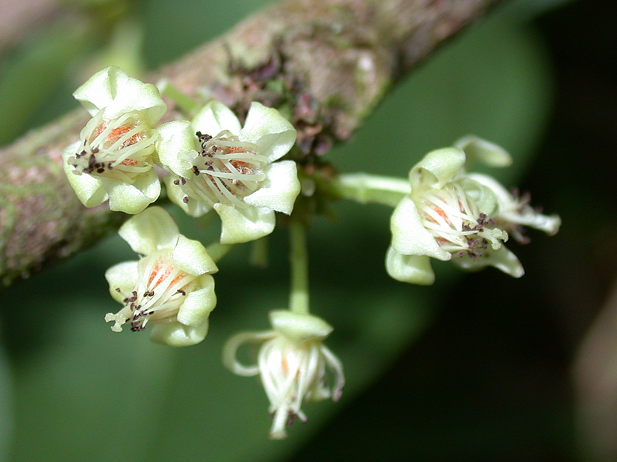 Salicaceae Casearia commersoniana