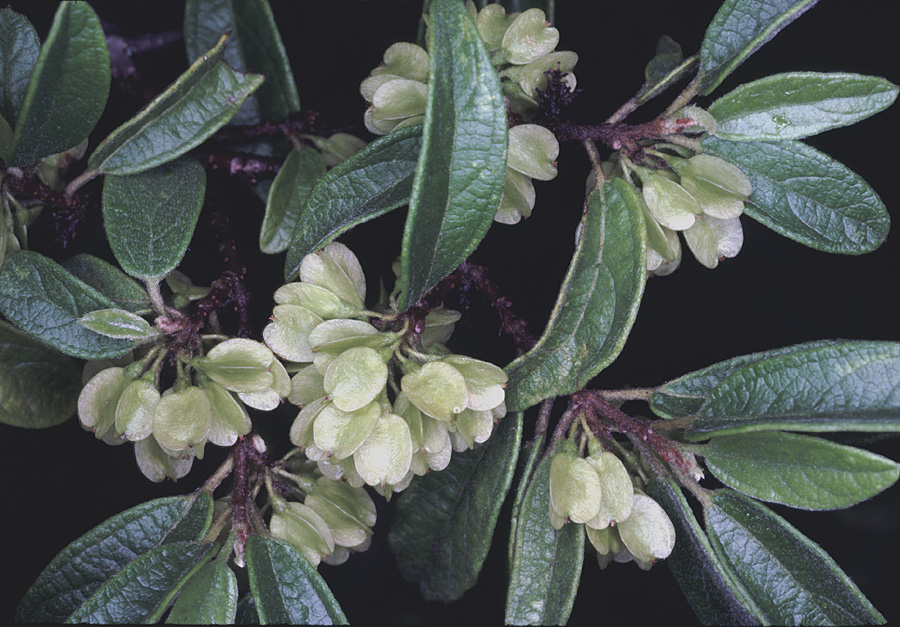 Salicaceae Neopringlea integrifolia