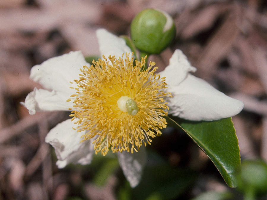 Salicaceae Oncoba spinosa