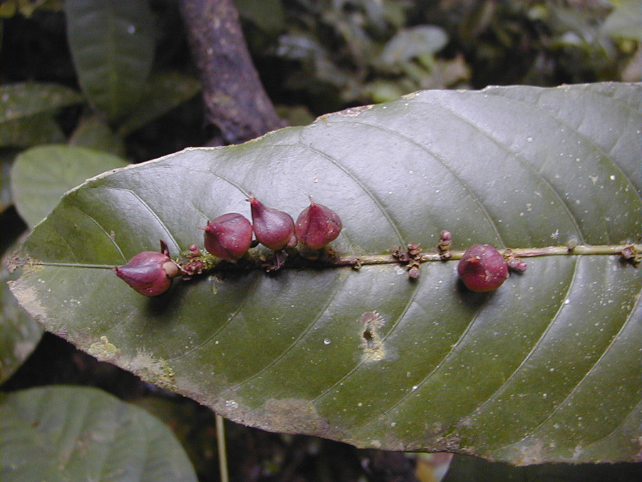 Salicaceae Phyllobotryon spathulatum