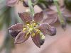 image of Caulophyllum thalictroides