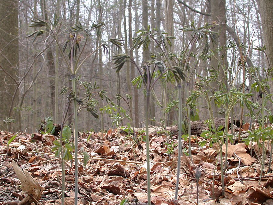 Berberidaceae Caulophyllum thalictroides