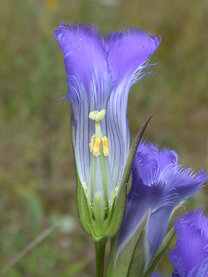 Gentianaceae Gentianopsis crinita